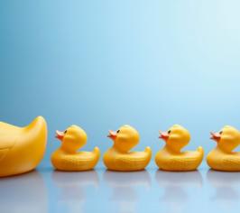 Different sized toy ducks in a line